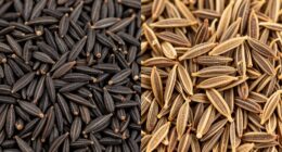 different black cumin and cumin