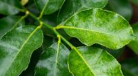fresh citrus leaf scent