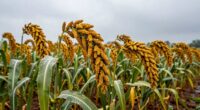 pearl millet requires more moisture