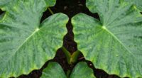 respect colocasia leaves