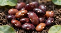 beans require nutrients too
