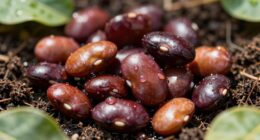 beans require nutrients too
