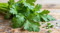 coriander s surprising versatility