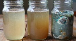 fermentation odor safety levels