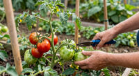 How to Grow Tomatoes: Our Guide to Help Your Vegetable Garden Thrive This Summer