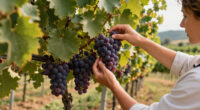 Knudsen Vineyards Dundee Surges In Global Coverage