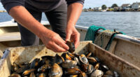 Will Rhode Island’s Commercial Quahog Landings For 2026 Be Above 340,000 Meat Pounds?