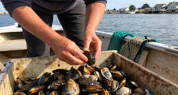 Will Rhode Island’s Commercial Quahog Landings For 2026 Be Above 340,000 Meat Pounds?